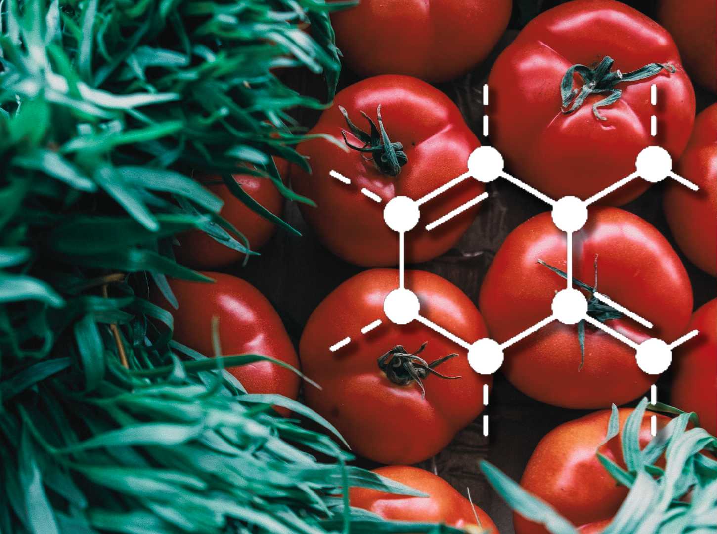 LA QUÍMICA DEL JITOMATE (Solanum Lycopersicum)